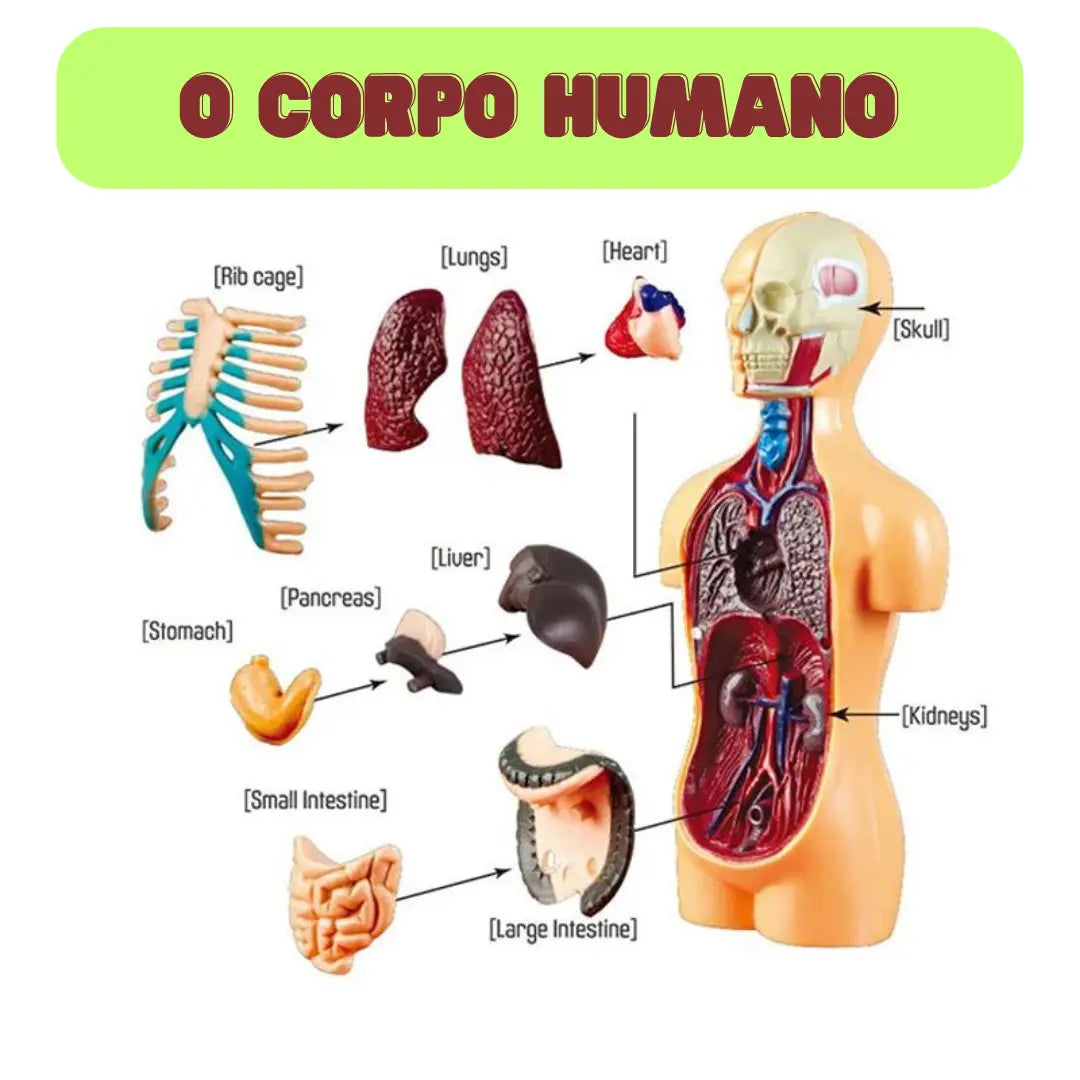 Kit Corpo Humano 3D Montessori - Aprenda Brincando